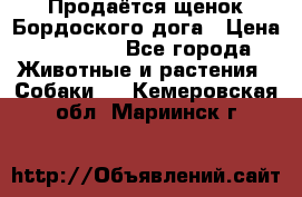 Продаётся щенок Бордоского дога › Цена ­ 37 000 - Все города Животные и растения » Собаки   . Кемеровская обл.,Мариинск г.